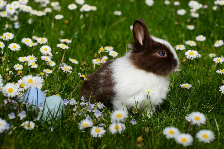 Where to have a eggcellant time this easter long weekend.