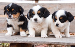 Cutest Mixed Puppy Breeds