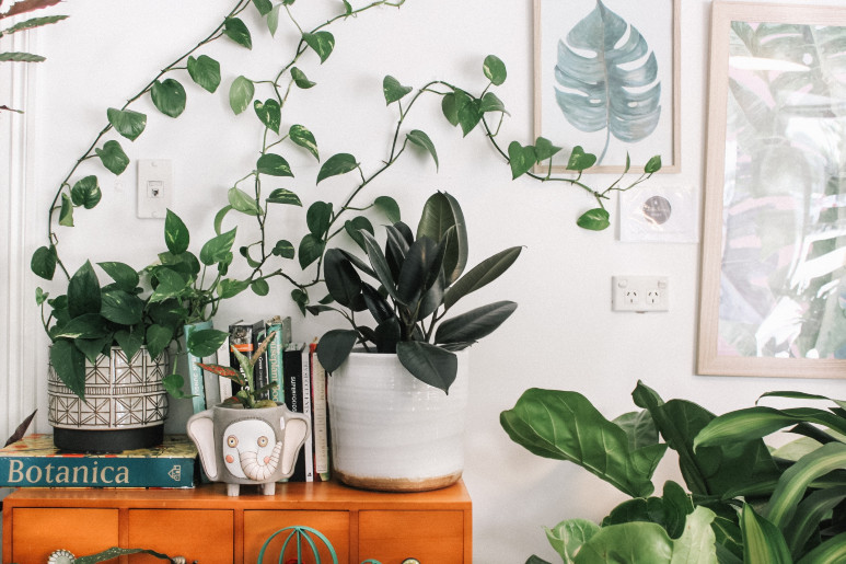 5 Unkillable Plants You Need in Your Home