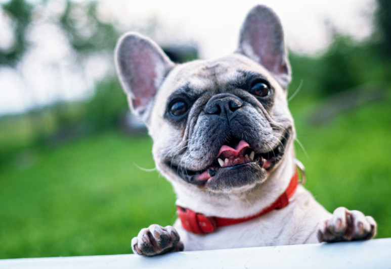 The top 5 dog friendly cafes on the Gold Coast