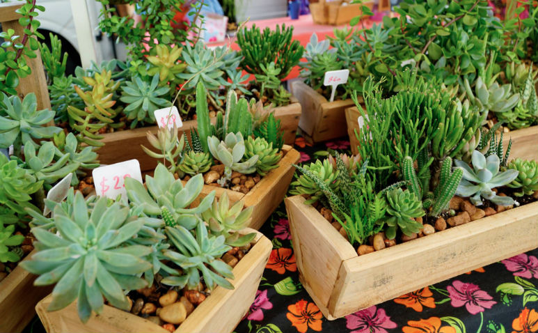 Plantapalooza_773_478.jpg
